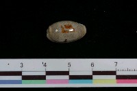 藏品(愛龍寶螺)的圖片